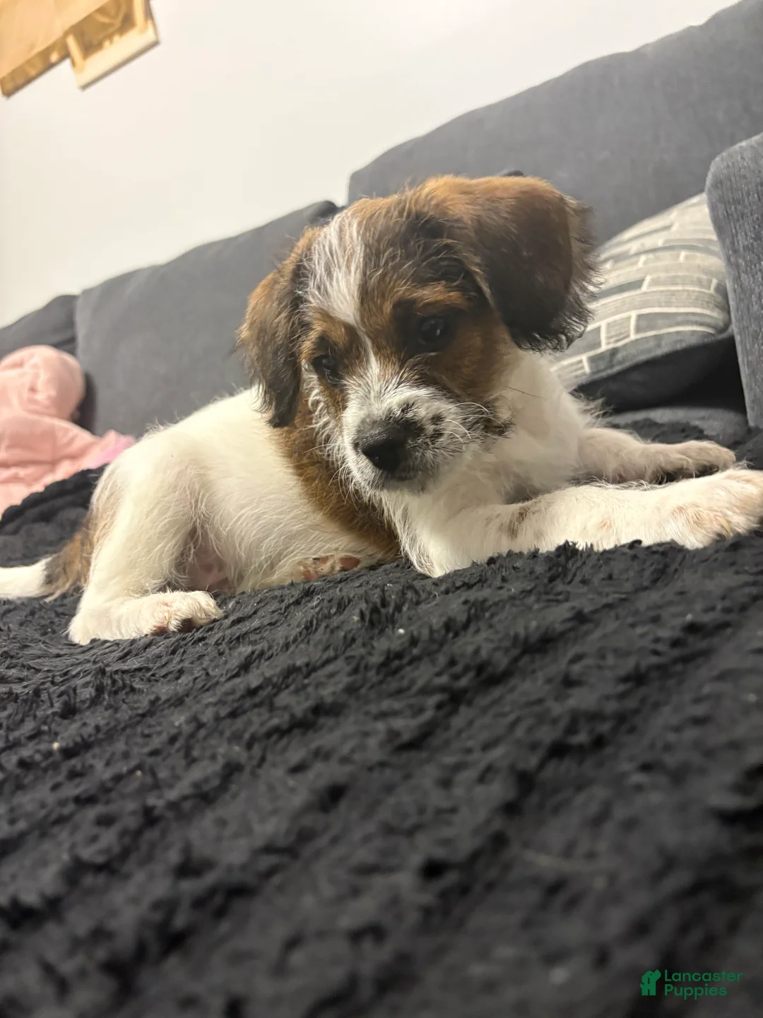 Mixed Breed dogs for sale: Prince - Ad 1