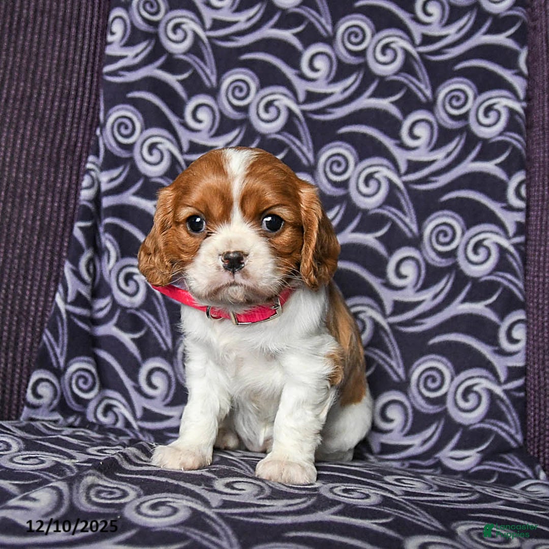 Cavalier King Charles Spaniel dogs for sale: Bonita - Ad 2