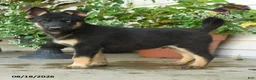 Gerberian Shepsky dogs for sale: Thor - Ad 4