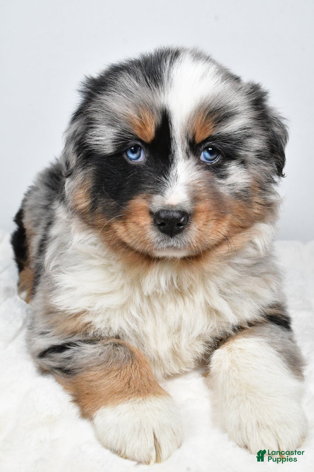 Australian Shepherd dogs for sale: Thor - Ad 7
