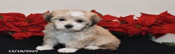 Havanese dogs for sale: Bentley - Ad 2