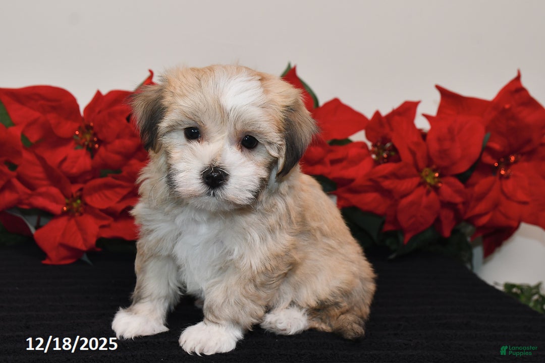 Havanese dogs for sale: Bentley - Ad 2