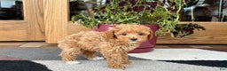 Maltipoo dogs for sale: Maltipoo Puppy 1 female  - Ad 2