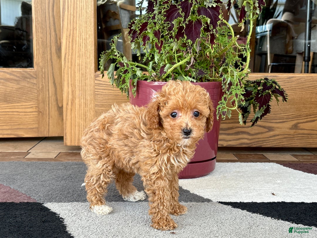Maltipoo dogs for sale: Maltipoo Puppy 1 female  - Ad 2