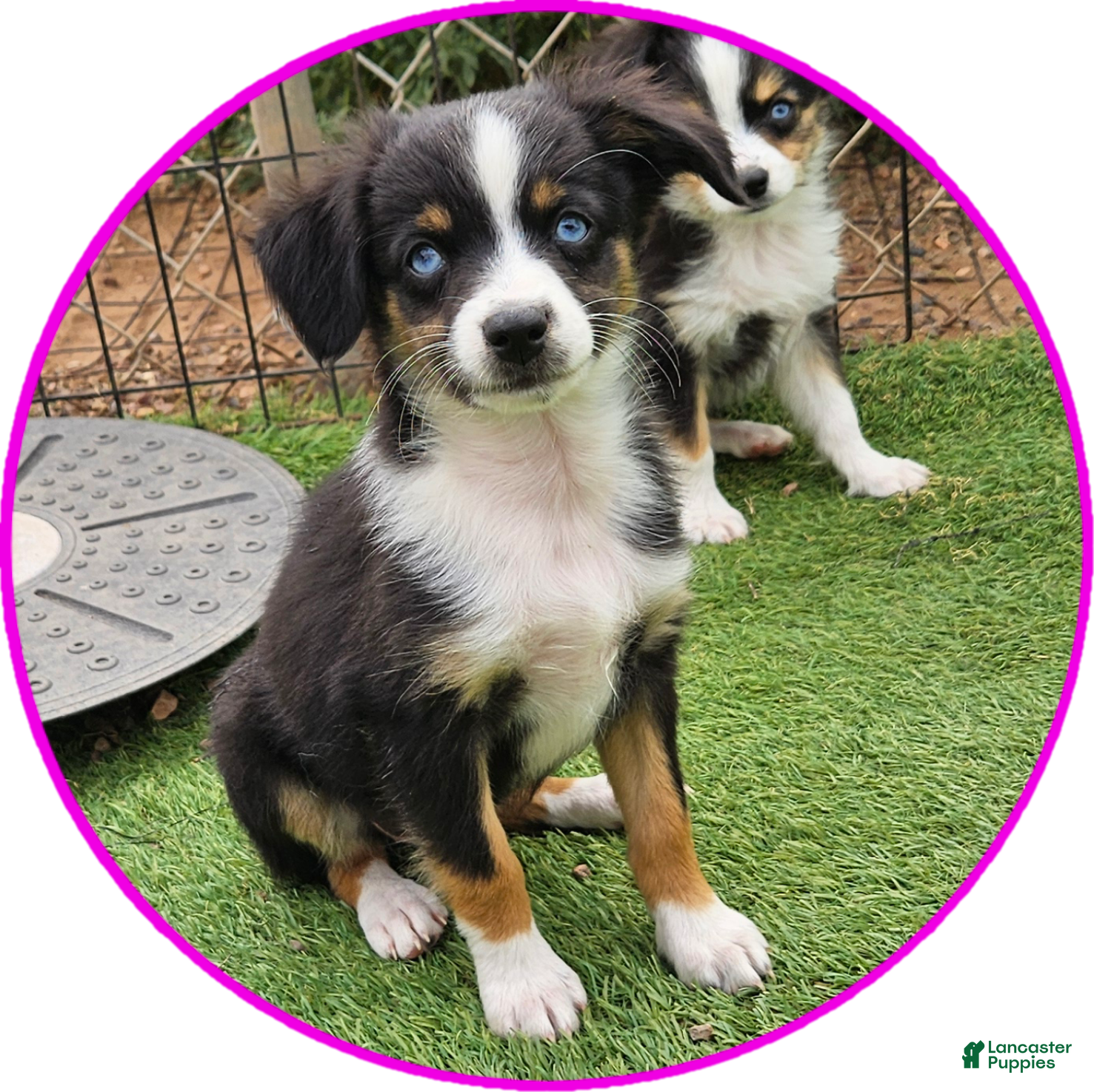 Australian Shepherd dogs Roxie - Ad 2