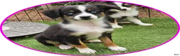 Australian Shepherd dogs for sale: Roxie - Ad 2