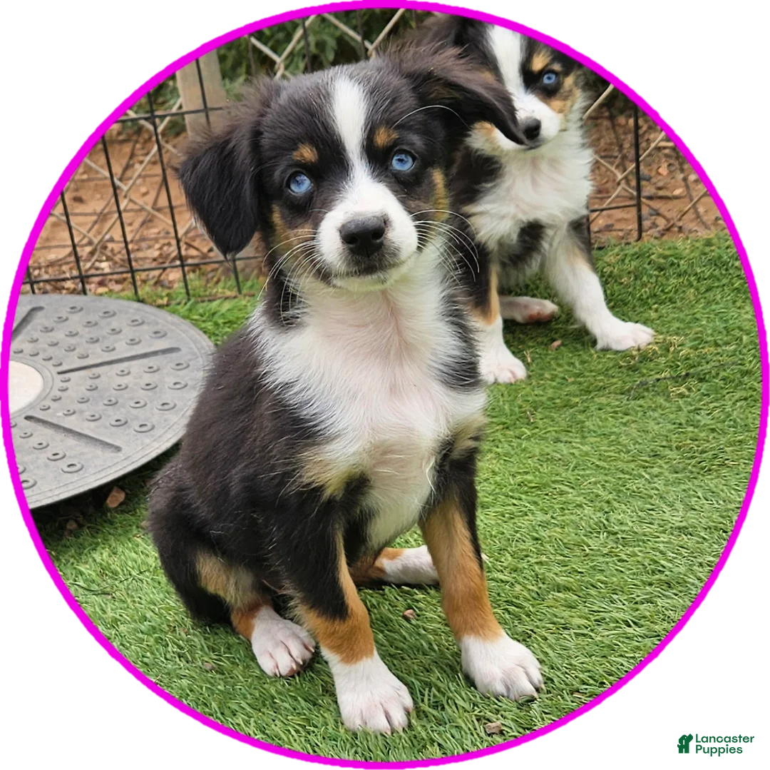 Australian Shepherd dogs for sale: Roxie - Ad 2
