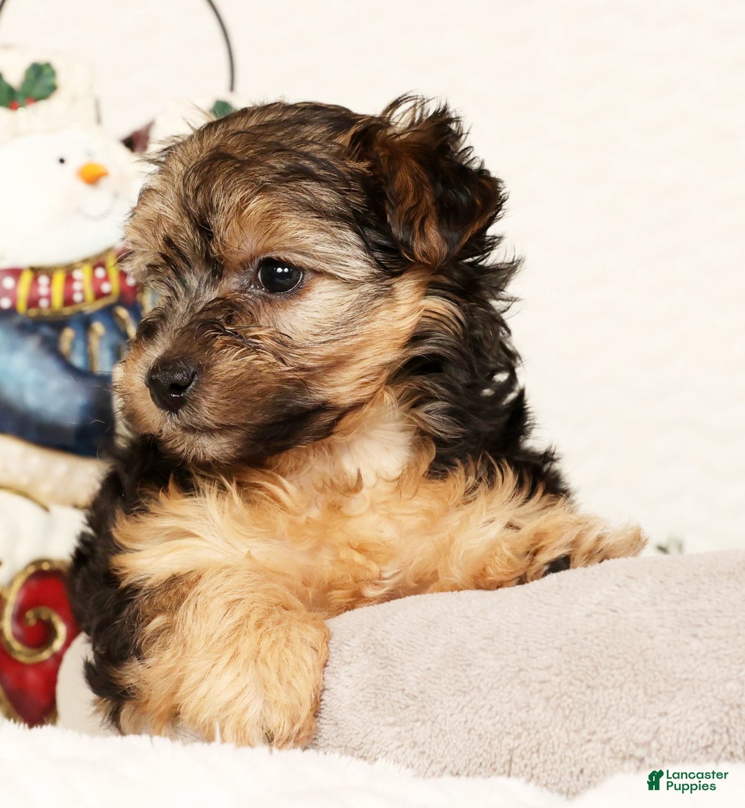 Yorkiepoo dogs for sale: Remi  3lbs - Ad 7