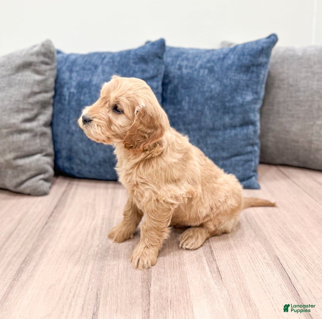 Mini Goldendoodle dogs for sale: Max - Ad 4