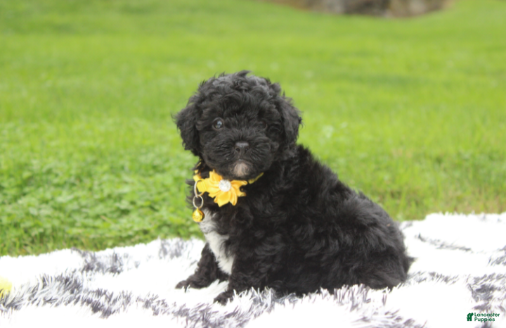 Yorkiepoo dogs Rocky - Ad 2