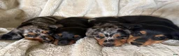 Miniature Dachshund dogs for sale: Samson - Ad 7