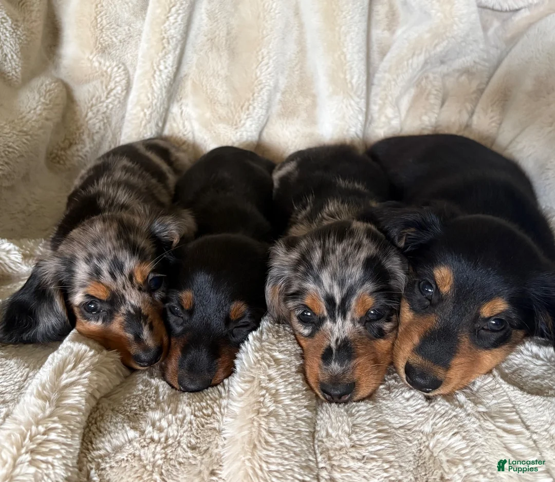 Miniature Dachshund dogs for sale: Samson - Ad 7
