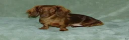 Miniature Dachshund dogs for sale: AKC Romeo - Ad 13
