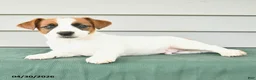 Jack Russell Terrier dogs for sale: Finley - Ad 4