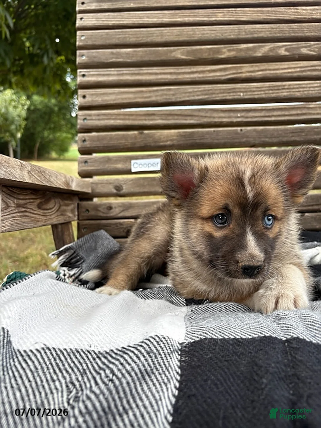 Pomsky dogs for sale: Cooper - Ad 3