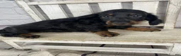 Miniature Dachshund dogs for sale: Apollo - Ad 5