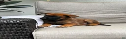 Belgian Malinois dogs for sale: Banjo - Ad 4