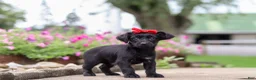 Yorkiepoo dogs for sale: Poppy - Ad 33