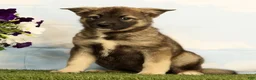 Mixed Breed dogs for sale: Koala - Ad 5