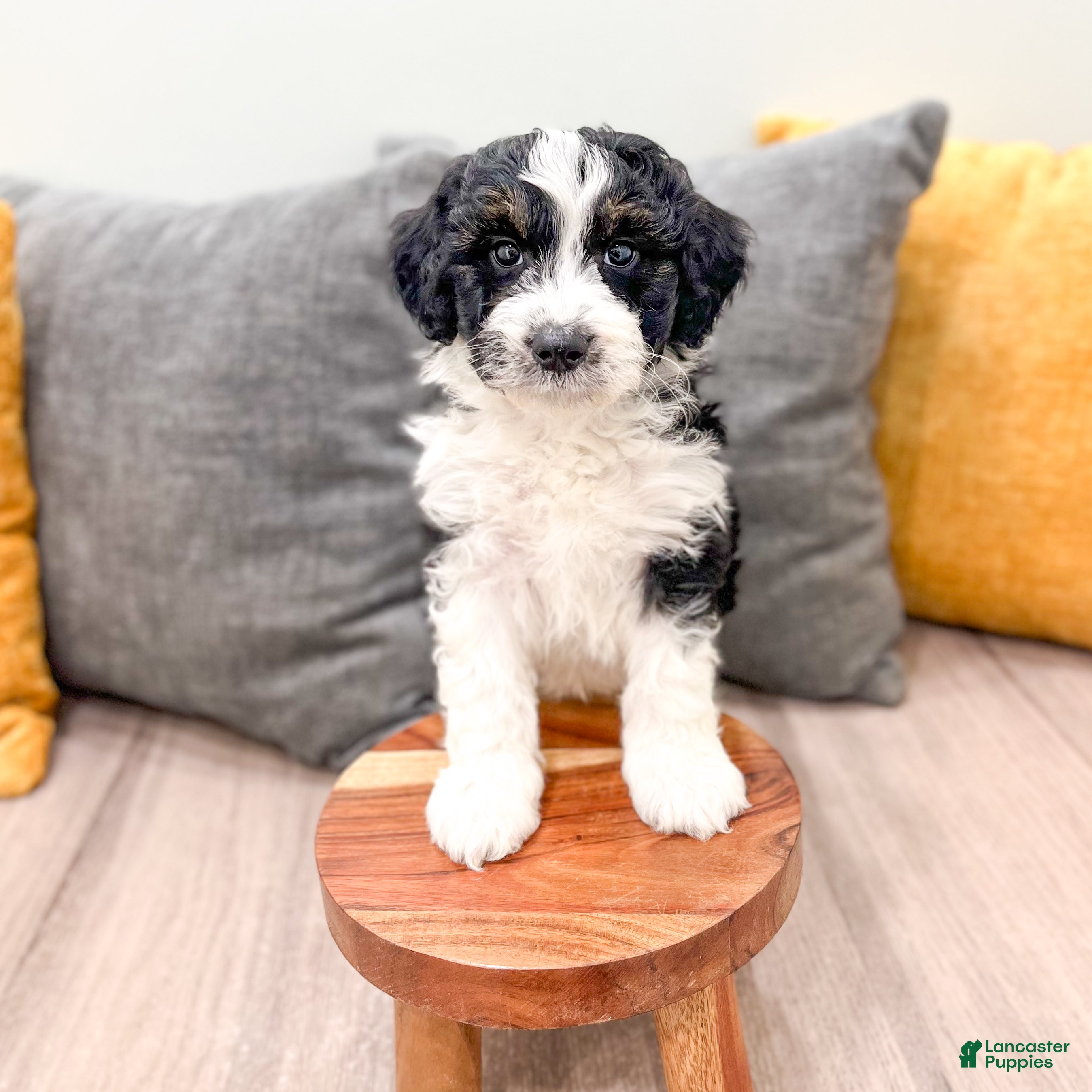 Aussiedoodle dogs Rover - Ad 2