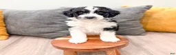 Aussiedoodle dogs for sale: Rover - Ad 2