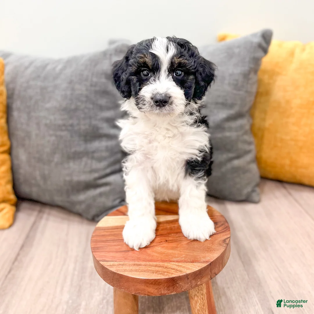 Aussiedoodle dogs for sale: Rover - Ad 2