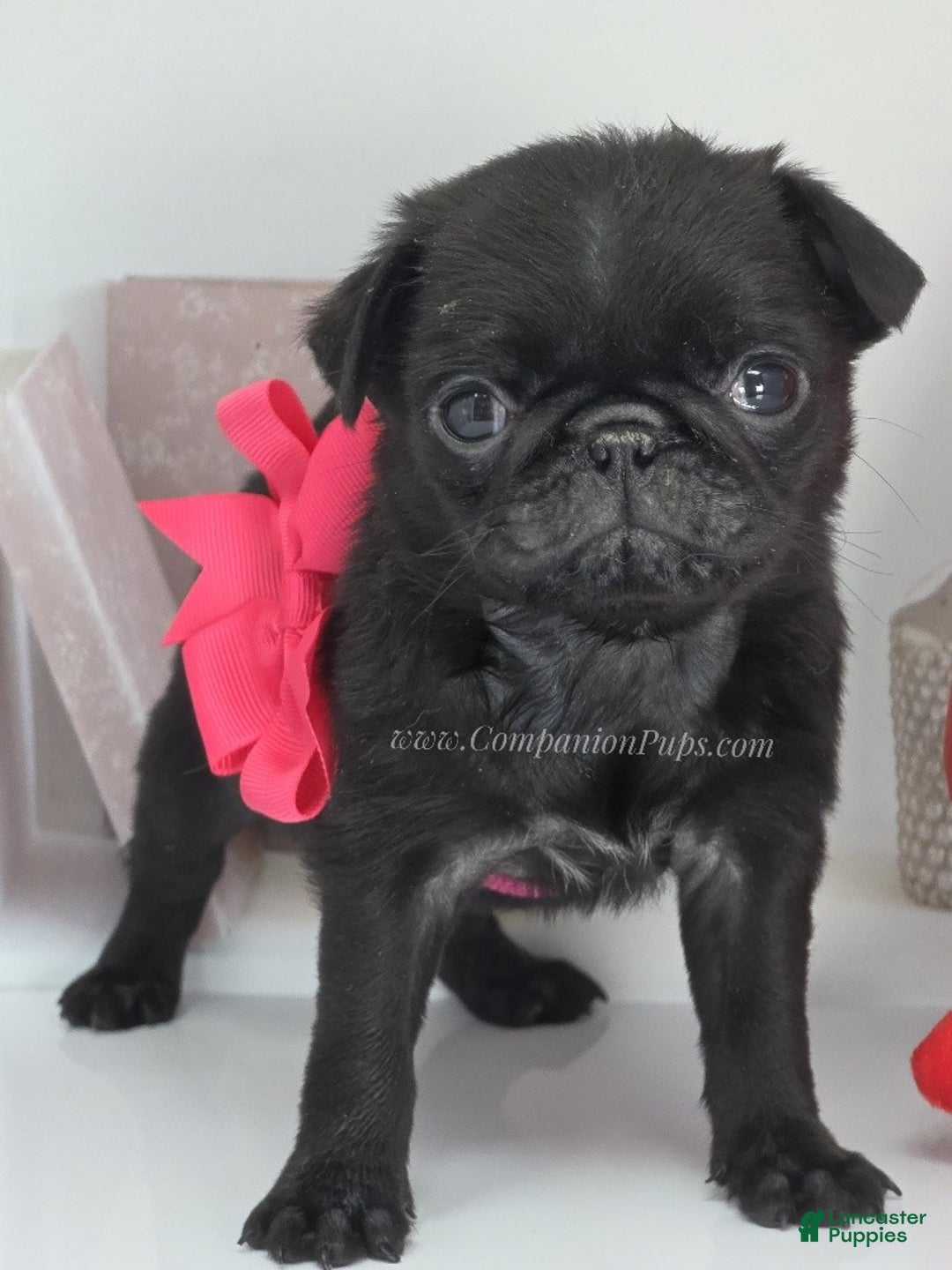 Pug dogs for sale: Mini - Petite Black Female Pug Puppy - Ad 2
