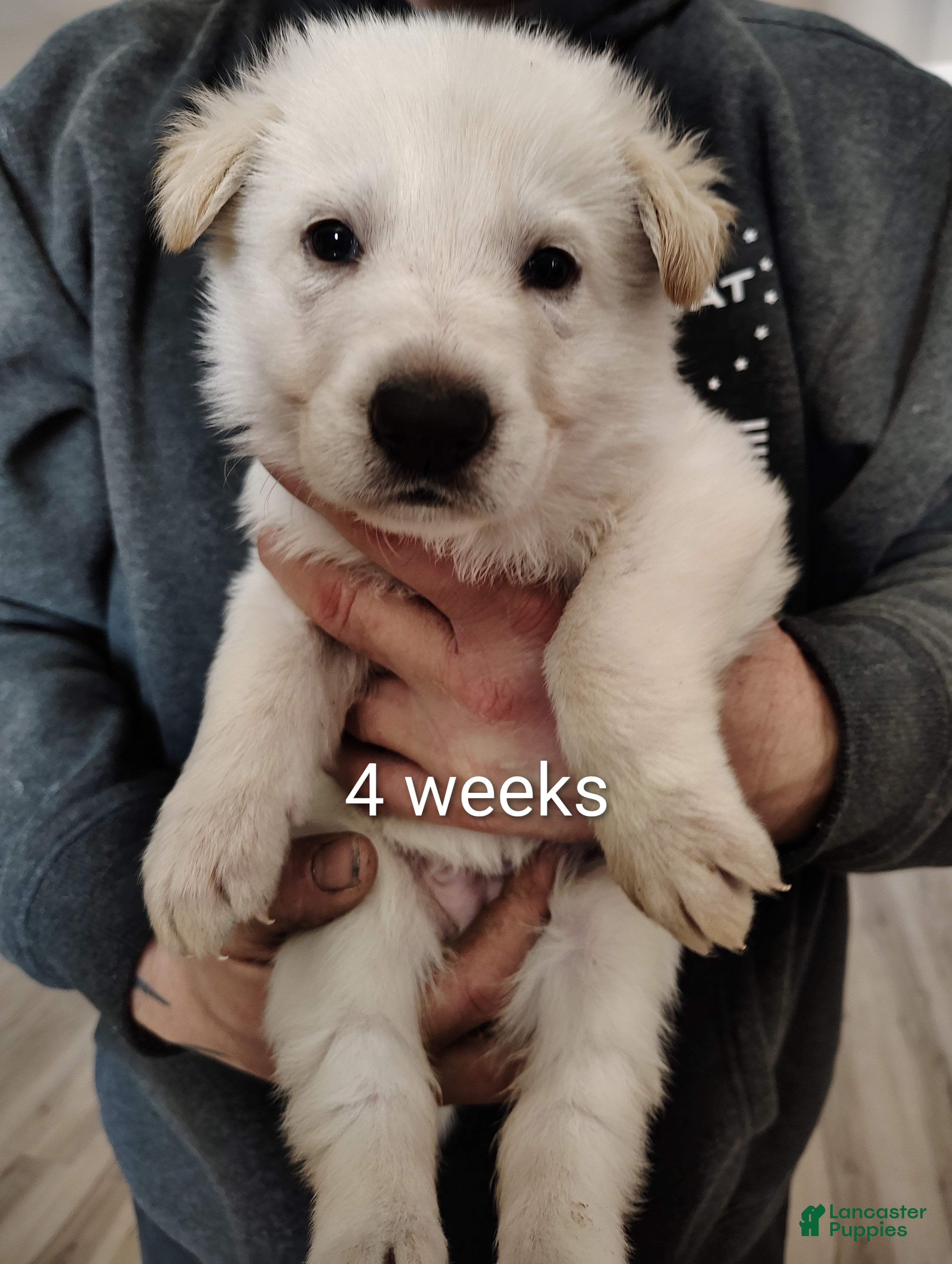 German Shepherd dogs Elsa - Ad 1