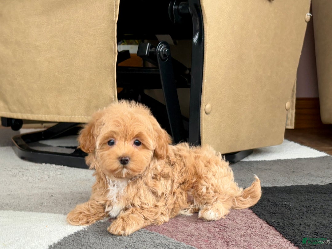 Havapoo dogs for sale: Havapoo Puppy 3 - Ad 1