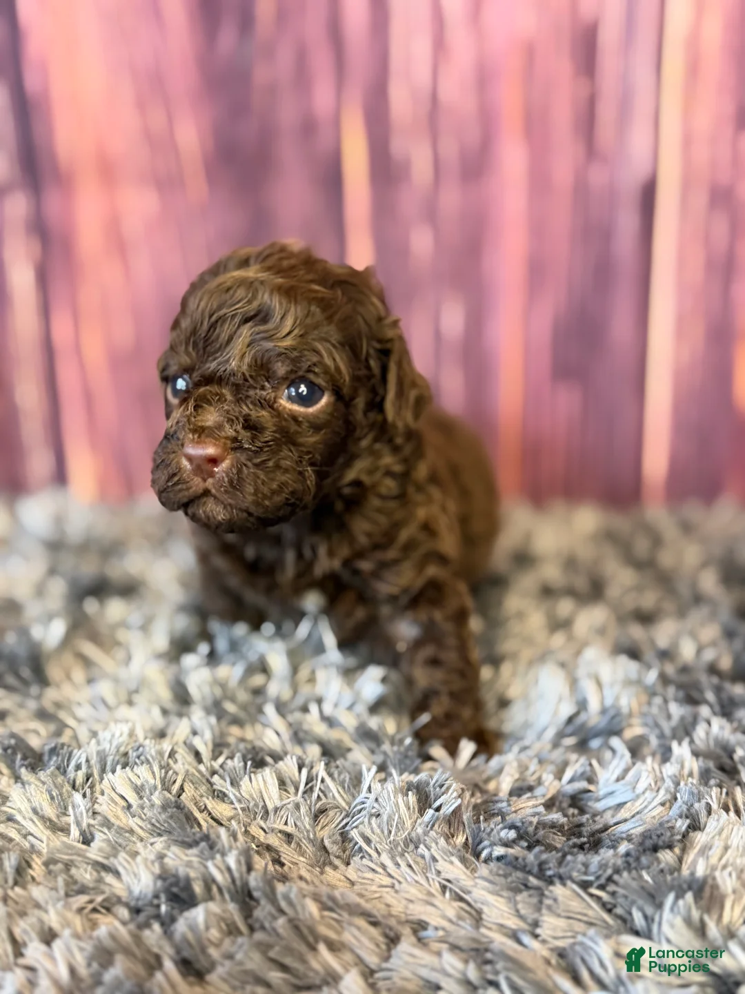 Cockapoo dogs for sale: Ariel - Ad 1