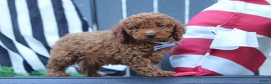 Duke