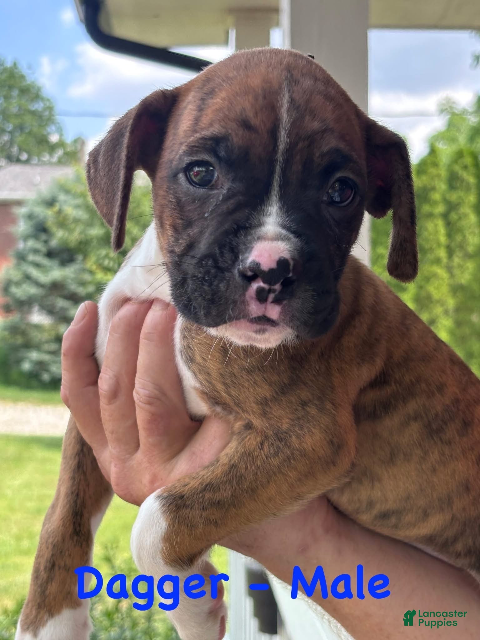 Boxer dogs Dagger - Ad 41