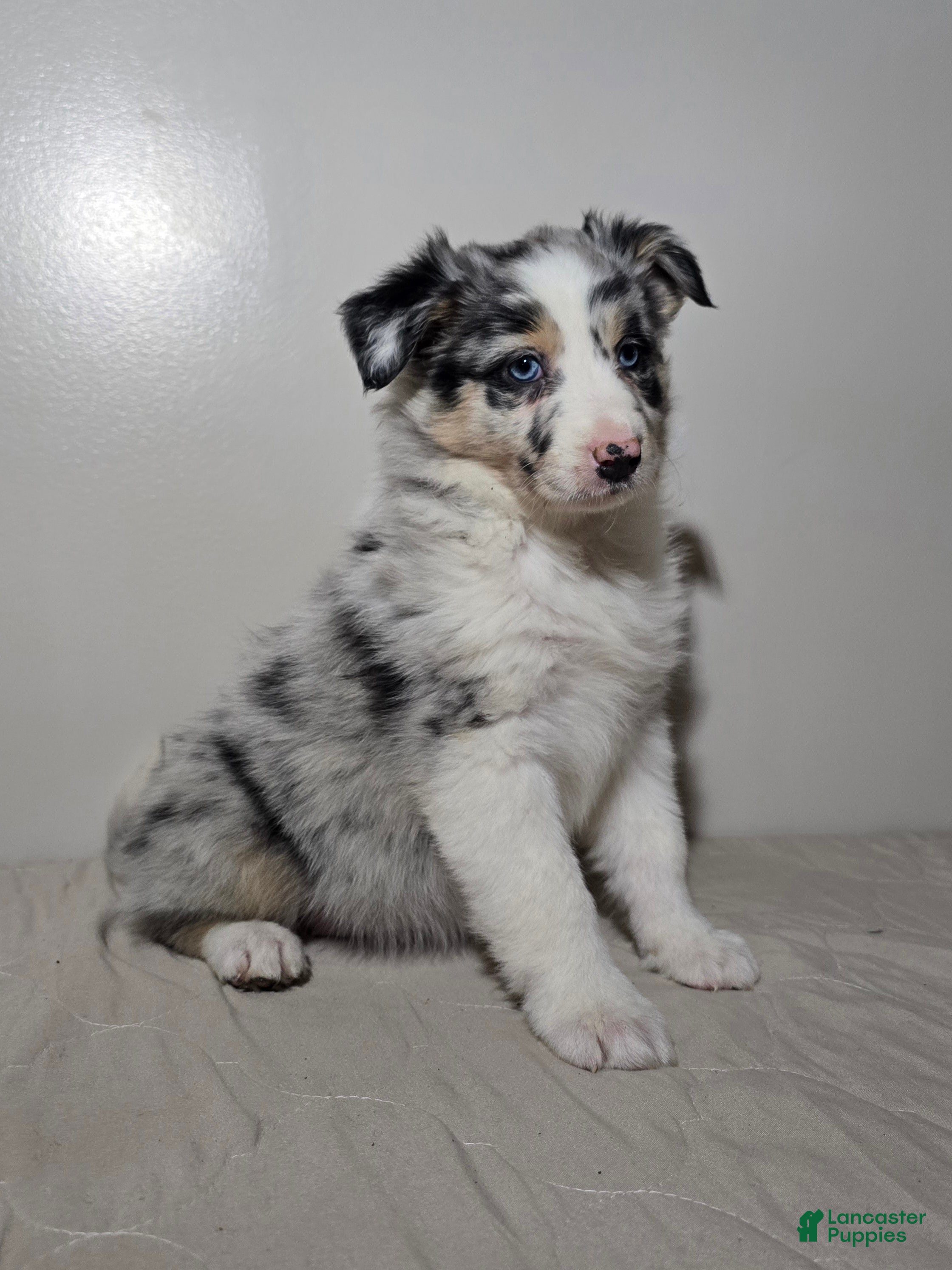 Australian Shepherd dogs Ellie - Ad 1