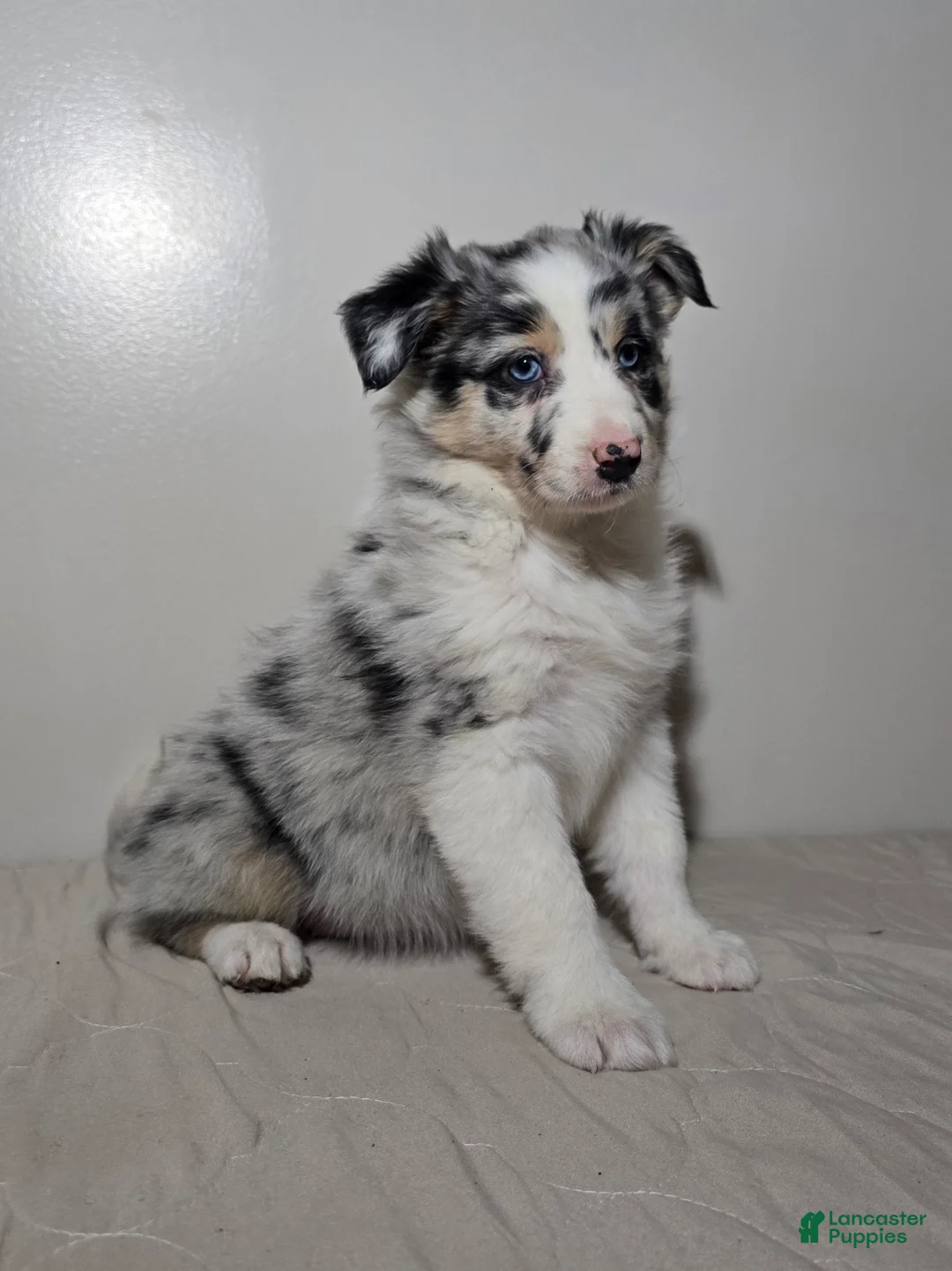 Australian Shepherd dogs for sale: Ellie - Ad 1
