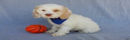Cockapoo dogs for sale: Lucky - Ad 3