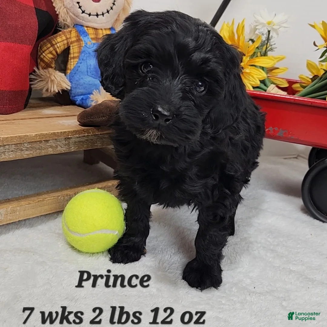 Mini Aussiedoodle dogs for sale: Mini Aussiedoodle Puppy 1 - Ad 1