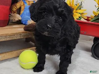 Mini Aussiedoodle dogs Mini Aussiedoodle Puppy 1 - Ad 3