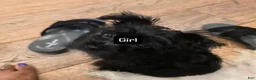 Chorkie dogs for sale: Chorkie 1 - Ad 5