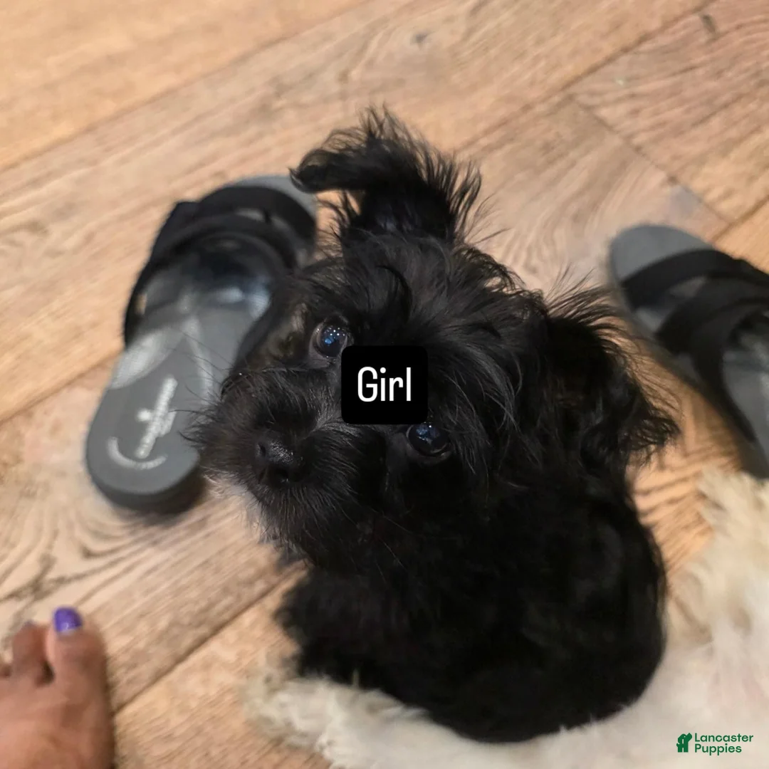 Chorkie dogs for sale: Chorkie 1 - Ad 5