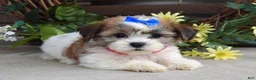 Teddy Bear dogs for sale: Iris - Ad 4