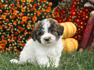Maltipoo dogs - Ad 40