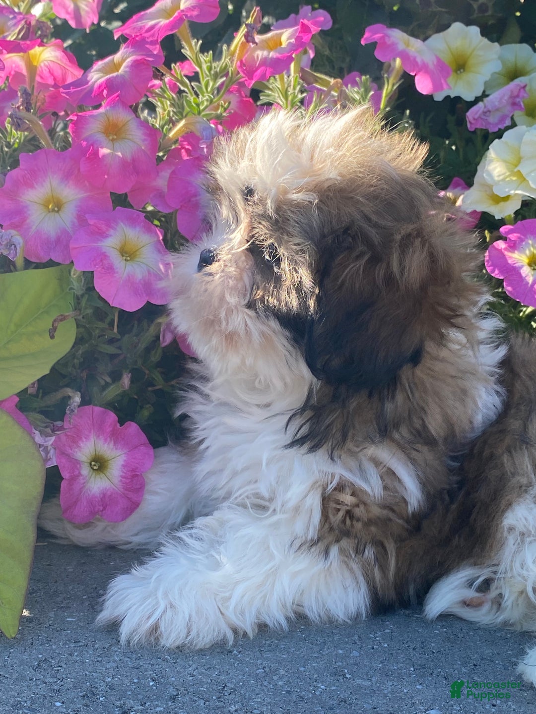 Shih Tzu dogs for sale: Saturn - Ad 4