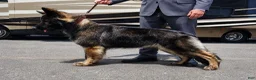 German Shepherd dogs for sale: Dark Sable - Ad 6