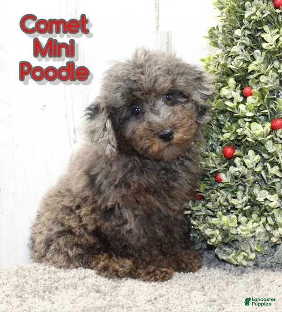 Miniature Poodle dogs Comet - Ad 25