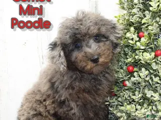 Miniature Poodle dogs Comet - Ad 11