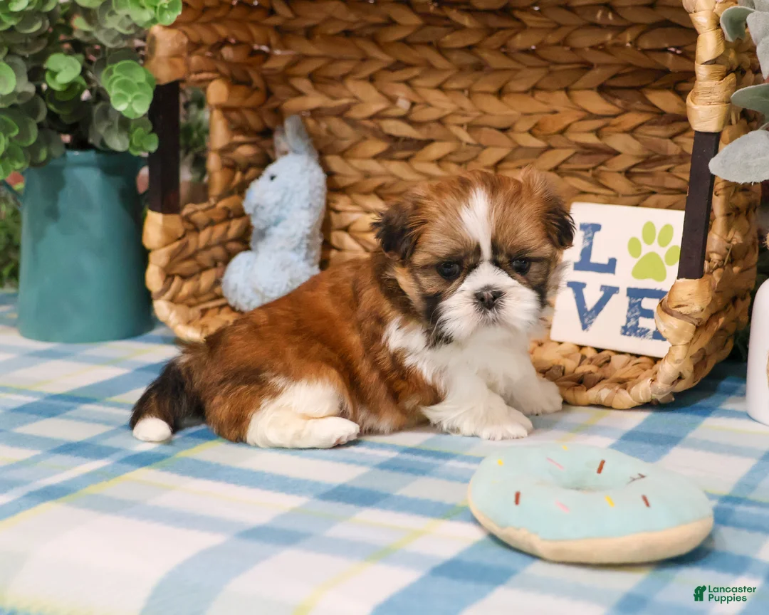 Shih Tzu dogs for sale: Tramp  - Ad 1