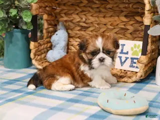 Shih Tzu dogs Tramp - Ad 25