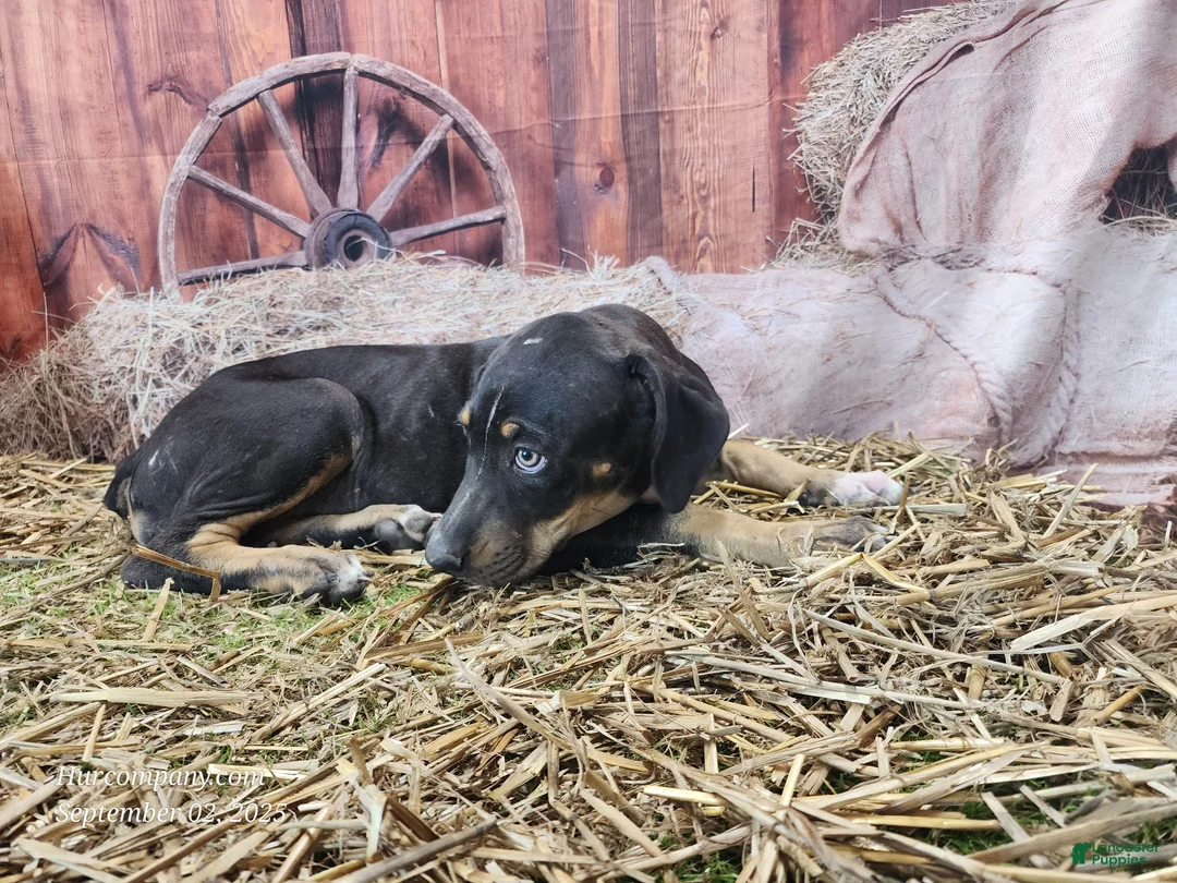 Catahoula Leopard Dog dogs for sale: JJ 2025 Female 1 "Mittens" - Ad 12