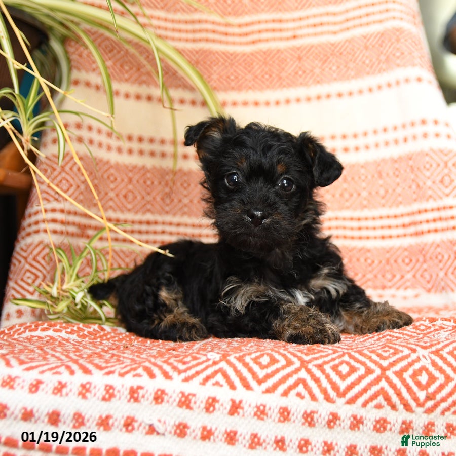 Yorkiepoo dogs Reba - Ad 10