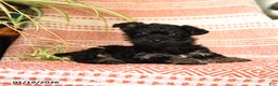 Yorkiepoo dogs for sale: Reba - Ad 1